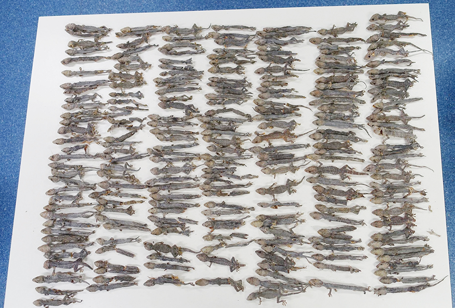 Gongbei Customs  intercepts woman smuggling 226 dried geckos 