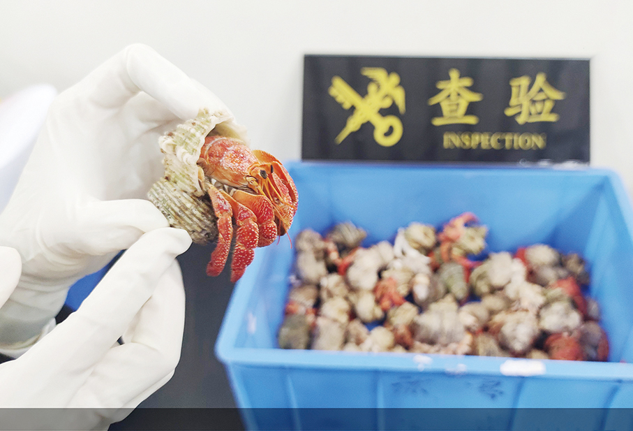 Man tries to smuggle 72 hermit crabs  from Macau to mainland