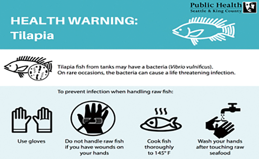 Elderly woman treated for Vibrio vulnificus infection