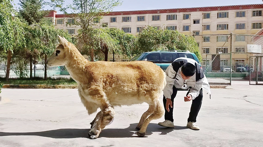 Robotic guardian joins Tibetan antelope herd