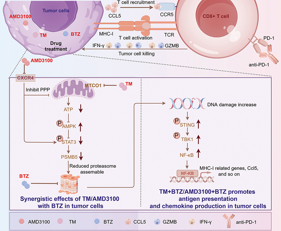 University of Macau (UM) study identifies novel drug combination 