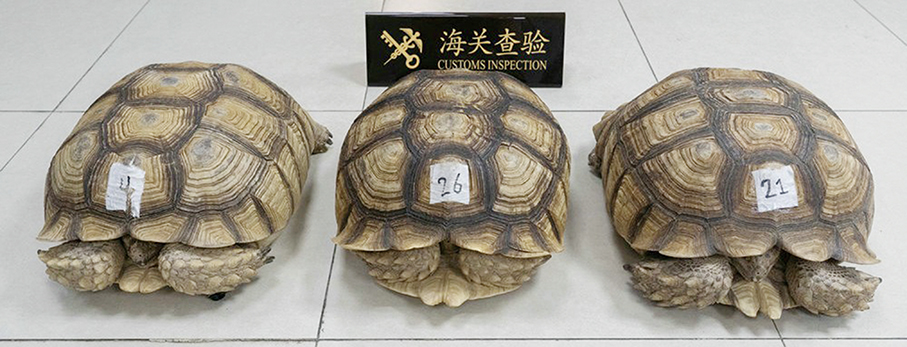 Zhuhai's Gongbei Customs seizes 3 endangered tortoises at HZMB