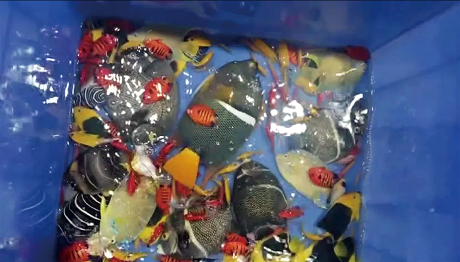 Gongbei Customs seizes 192 pet fish