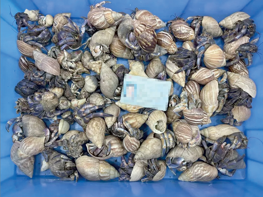 Zhuhai's Gongbei Customs seizes 96 hermit crabs