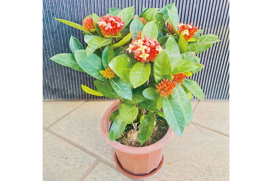 IAM offers decorative flowers today