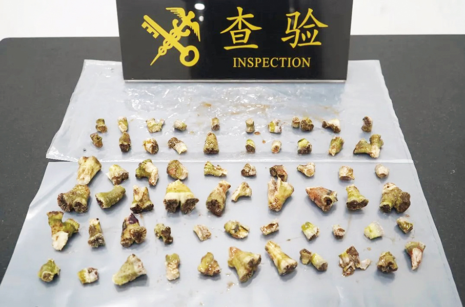 Gongbei customs seizes 623 grams of stony coral
