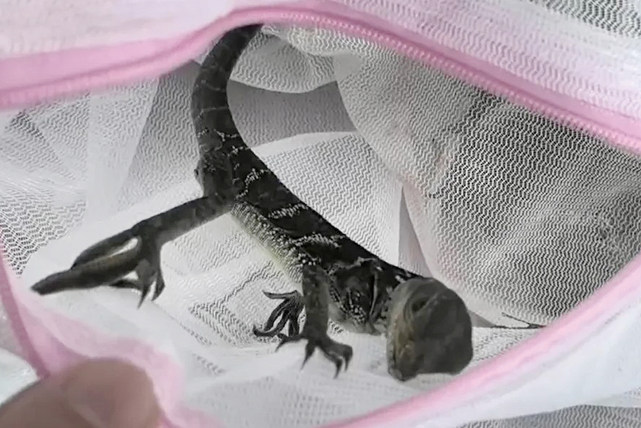 Gongbei Customs seizes 50 lizards smuggled from Macau