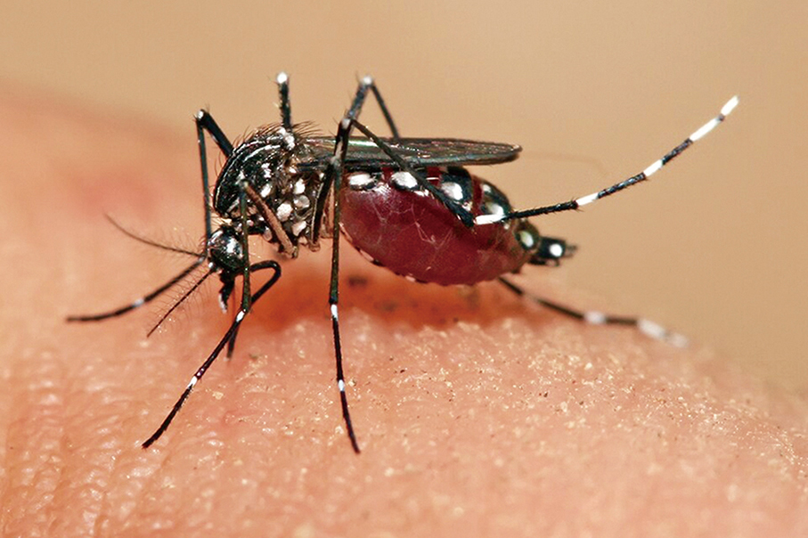 Macau records year’s first imported malaria case