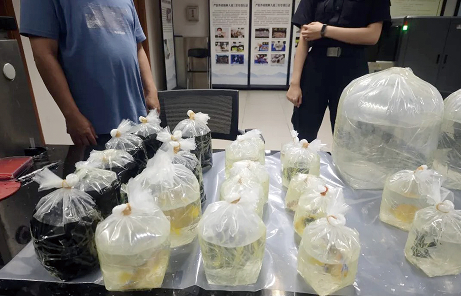 Zhuhai's Gongbei Customs seizes 25 aquarium fish at HZMB
