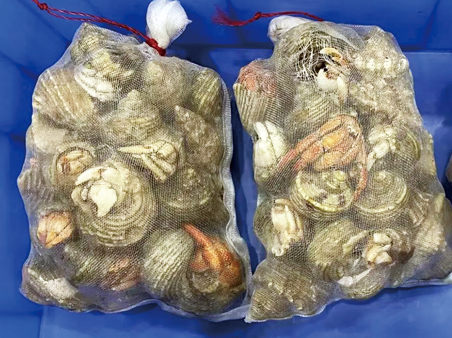Zhuhai's Gongbei Customs seizes 67 hermit crabs hidden in handbag 