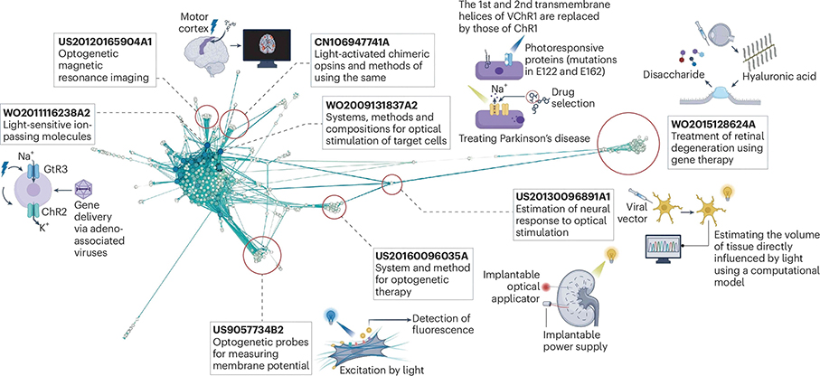 UM researchers analyse global optogenetics patent landscape to support clinical applications