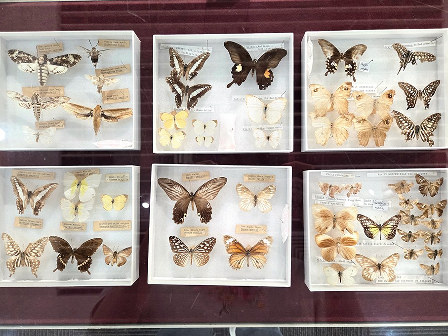 Rediscovering Macau’s wild: giant mosquitoes, subterranean ants & 1,400 specimens