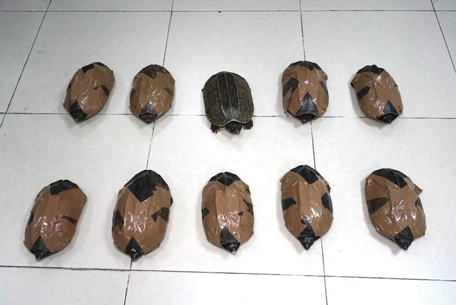 Gongbei Customs seizes 10 musk turtles at HZMB