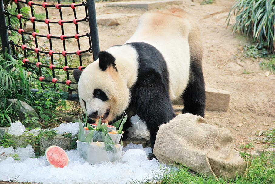 Macau-born giant pandas ‘Jian Jian’ & ‘Kang Kang’ turn 10 this Friday