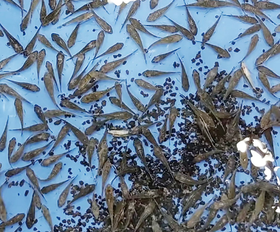 Zhuhai Customs seizes 516 invasive live fish at Gongbei Port