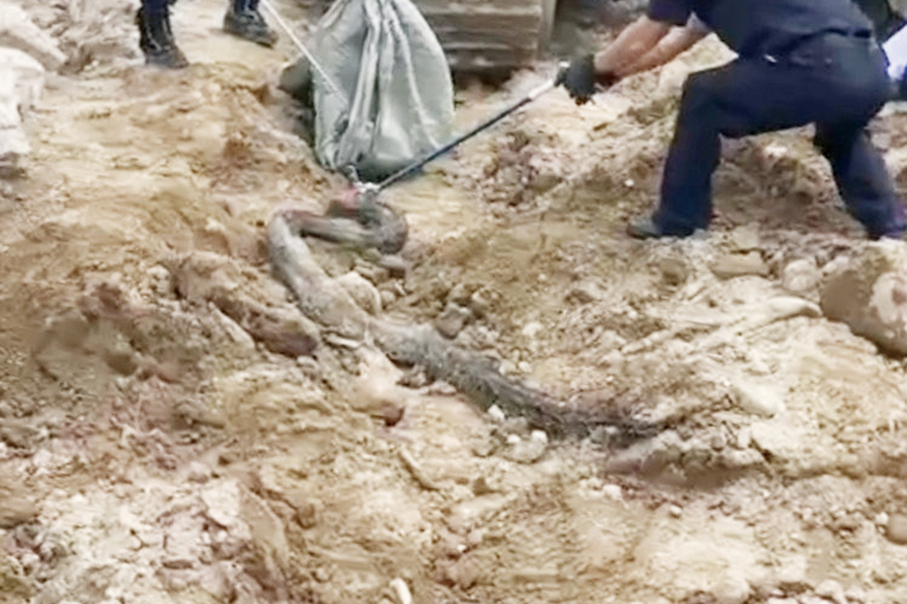 ‘Giant snake’ captured at Coloane construction site: Macau police