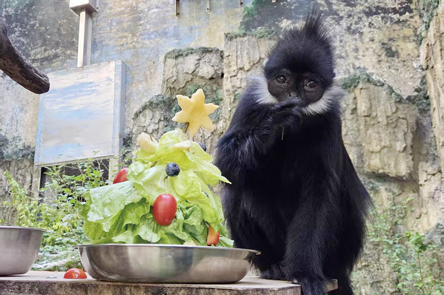 François’ langur at Seac Pai Van Park dies at 22
