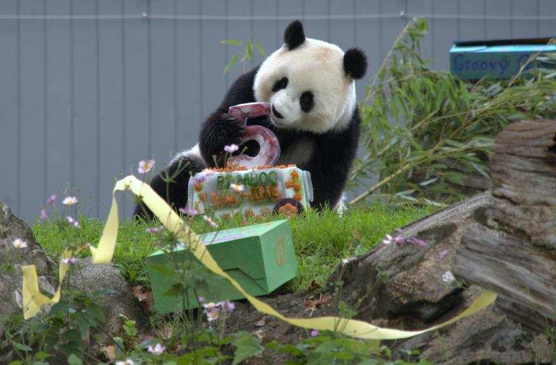 China to send pair of giant pandas to US for int’l panda cooperation